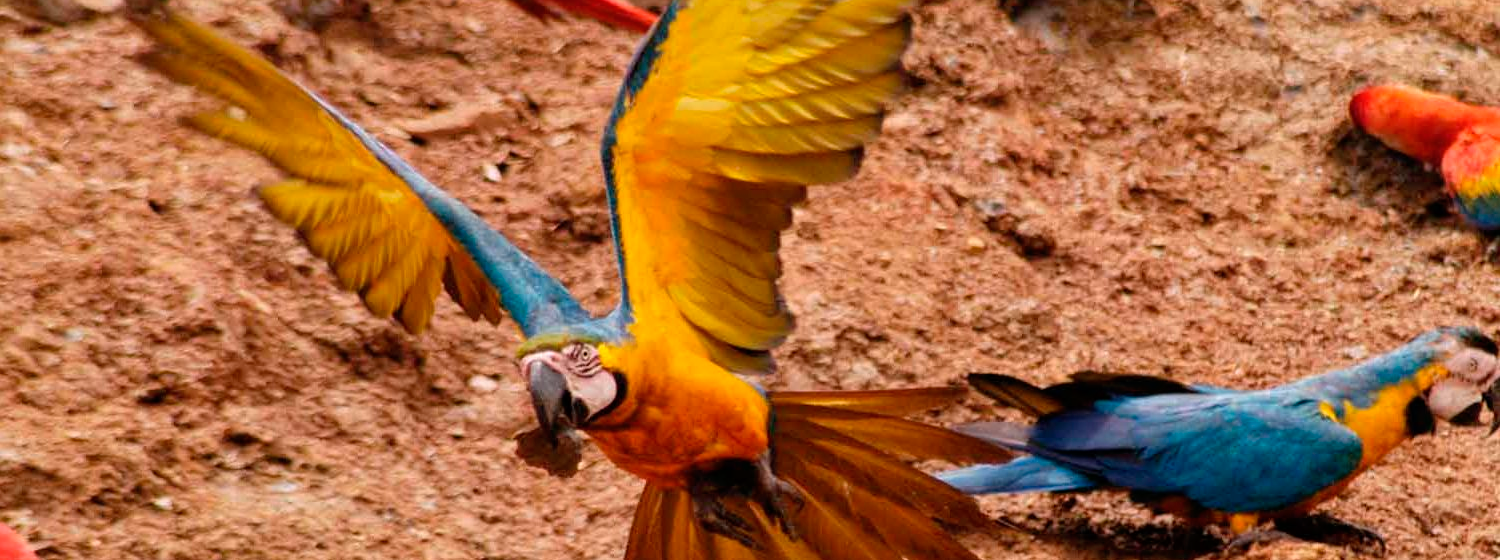 Colpa de Loros Tambopata Peru