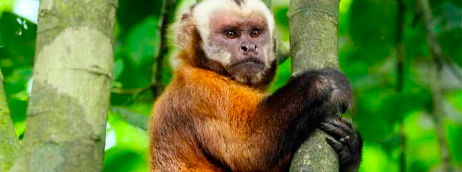 Ruta del Mono - Puerto Maldonado